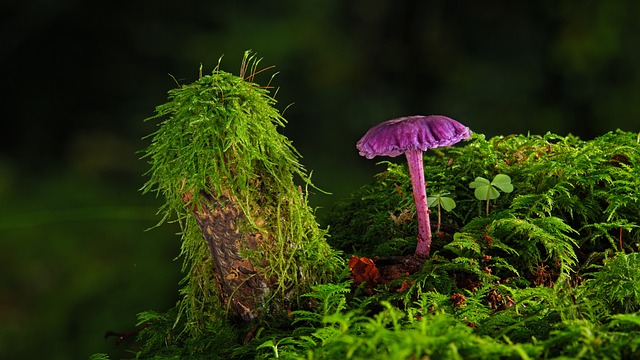 Gdzie można kupić farbę do tkanin? Gdzie można kupić farbę do tkanin?