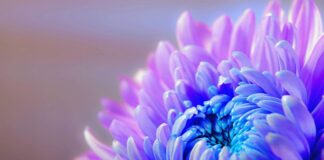 Jakimi kwiatami udekorować tort?