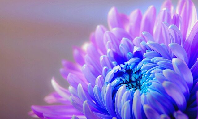 Jakimi kwiatami udekorować tort? Jakimi kwiatami udekorować tort?