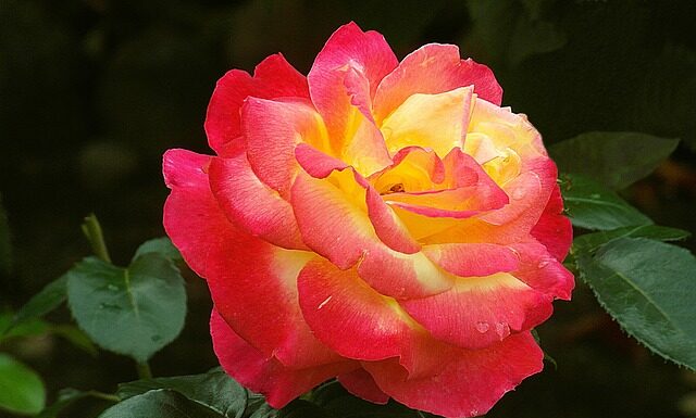 Co na podziękowania dla gości? Co na podziękowania dla gości?