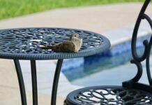 Czy na basenie można kąpać się w koszulce?