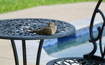 Czy na basenie można kąpać się w koszulce?