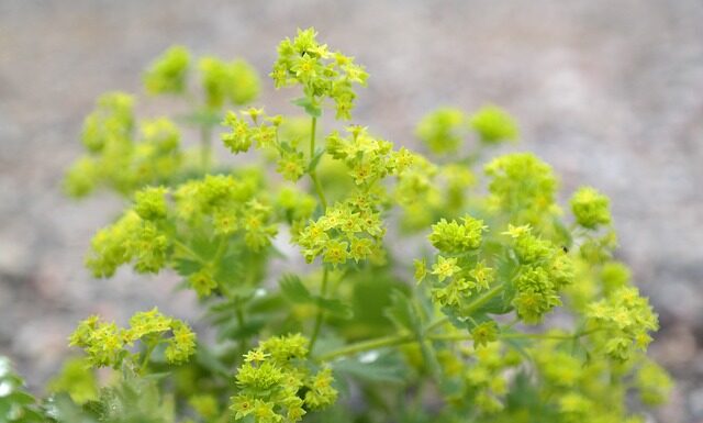 Czy kożuchy są ciepłe?