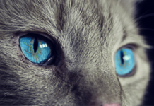 Ile kosztuje prawdziwe futro z lisa?