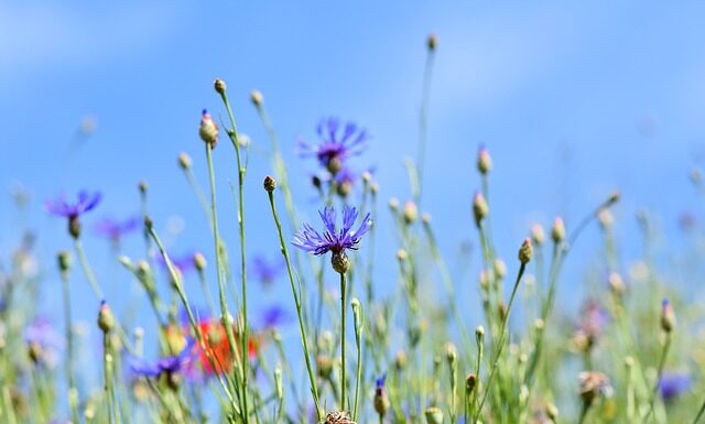Czy zapina się ostatni guzik w kamizelce? Czy zapina się ostatni guzik w kamizelce?