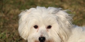 Czy tiulowa spódnica pogrubia?