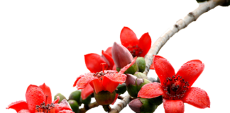 Czym się różni kapok od kamizelki ratunkowej?