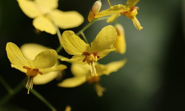 Co zrobić żeby skarpetki się Skurczyły?