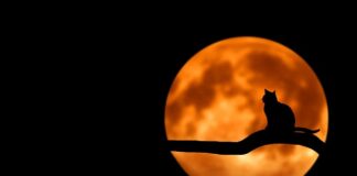 Komu jest dobrze w ciemnych włosach?