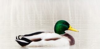 Jak się pisze gumowce?