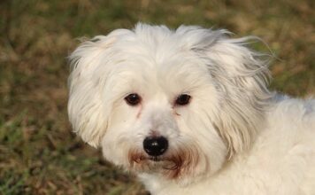 Z czym nosić tiulowa spódnicę? Z czym nosić tiulowa spódnicę?