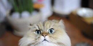 Ile trzeba szynszyli na futro?