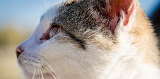 Do czego pasuje futerko?