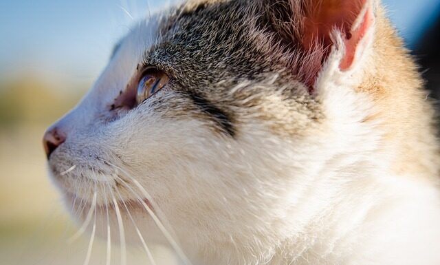 Do czego pasuje futerko? Do czego pasuje futerko?