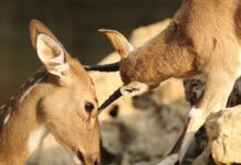 Jak usunąć otarcia na butach? Jak usunąć otarcia na butach?