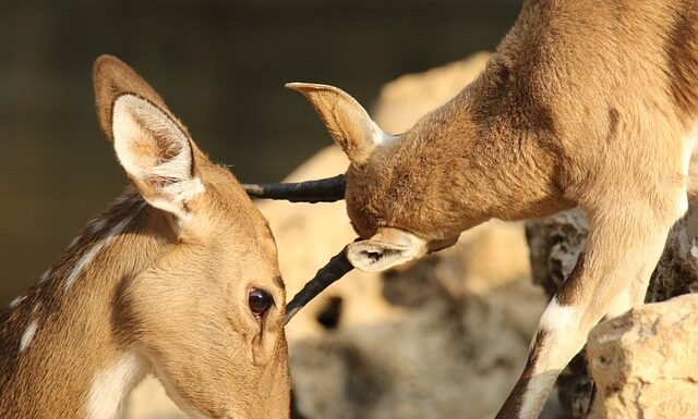 Jak usunąć otarcia na butach? Jak usunąć otarcia na butach?