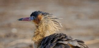 Czym się różni szyfon od tiulu?