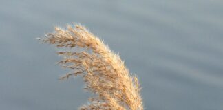 Czym się różnią kalosze od Gumowców?