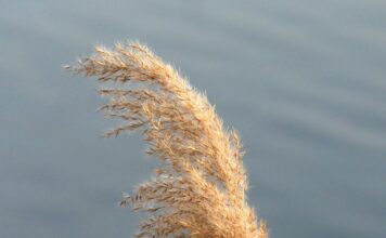Czym się różnią kalosze od Gumowców?