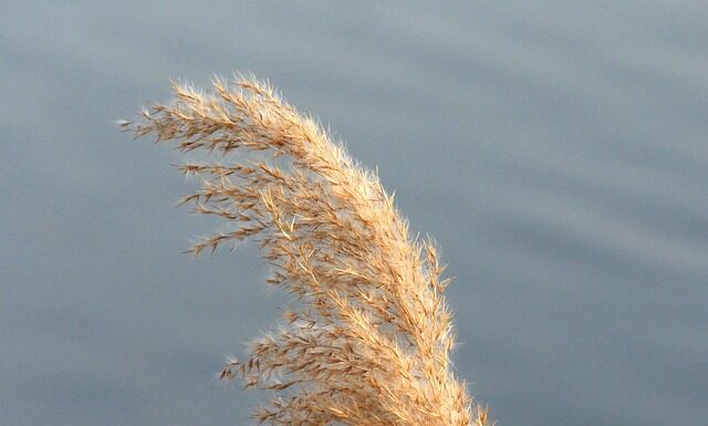 Czym się różnią kalosze od Gumowców?