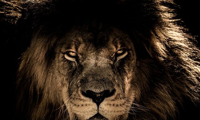 Który polski król dostał kalesony?