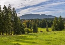 Jak usunąć przebarwienia na butach? Jak usunąć przebarwienia na butach?