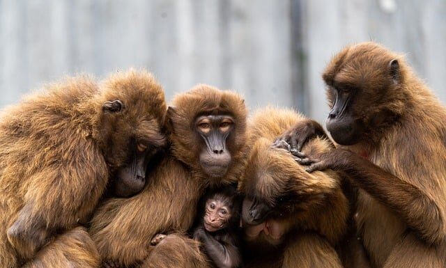 Czy małpy się Iskają? Czy małpy się Iskają?