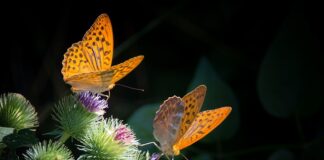 Czy figurki z masy cukrowej można przechowywać w lodówce?