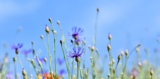 Dlaczego nie zapina się ostatniego guzika w marynarce?