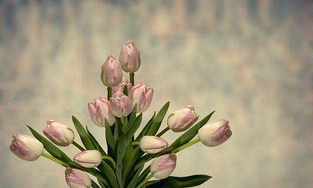 Czym różni się gąbka florystyczna mokra od suchej? Czym różni się gąbka florystyczna mokra od suchej?