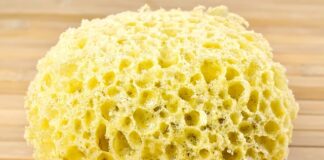 Czy gąbki mają szkielet?