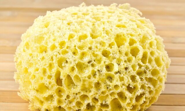 Czy gąbki mają szkielet?