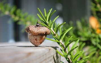 Czy glany są zdrowe?