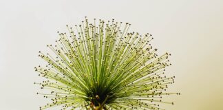 Do czego pasuje zielony golf?