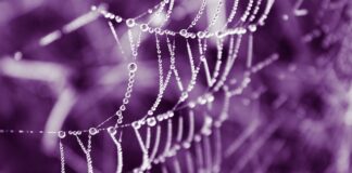 Po czym poznać że etui jest oryginalne?