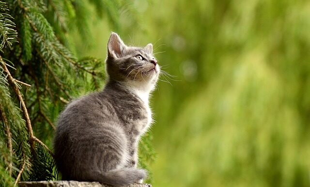 Co oznacza szary garnitur? Co oznacza szary garnitur?