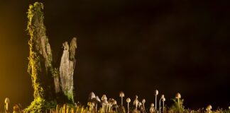 Jakie są rodzaje etui na telefon?