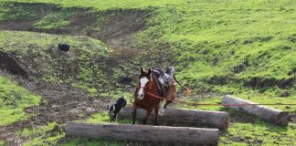 Z czego zrobić podstawę do stroika do domu?