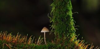 Kiedy but jest za mały?