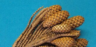 Co można zrobić z rafii?