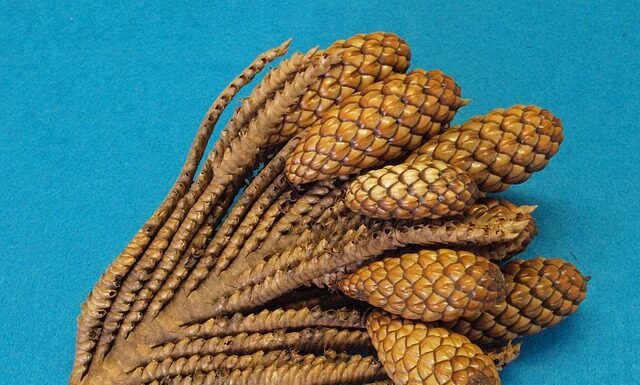 Co można zrobić z rafii? Co można zrobić z rafii?