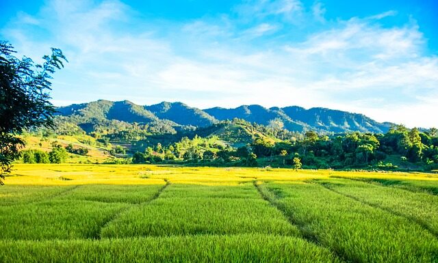 Kto płaci za przesyłkę w Vinted?