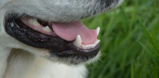 Czy w crocs poci się noga?