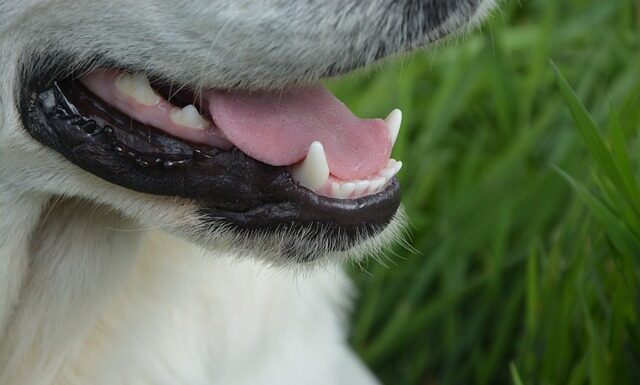 Czy w crocs poci się noga?