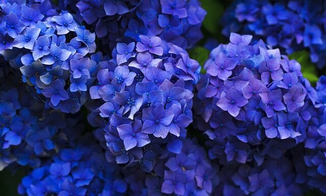 Czy hortensje można dać na tort? Czy hortensje można dać na tort?