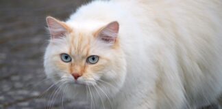 Czy człowiek ma sierść?