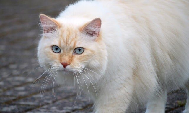 Czy człowiek ma sierść?