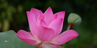 Jak się mówi po angielsku golf?