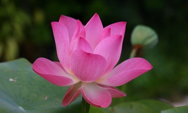 Jak się mówi po angielsku golf?