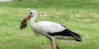 Jakie gumowce wybrać?